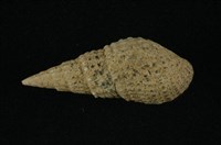 藏品(瘤蜷)的圖片